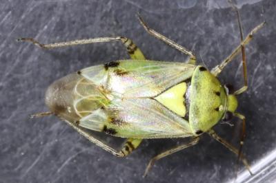 Lygus gemellatus