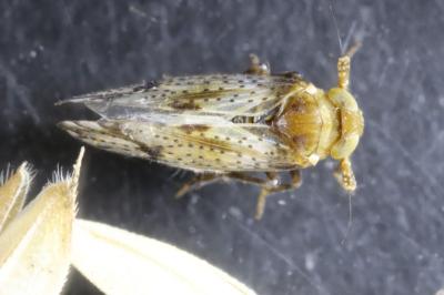 Conomelus anceps