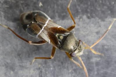 Pilophorus perplexus