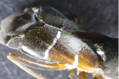 Pilophorus perplexus