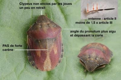 Eurygaster testudinaria