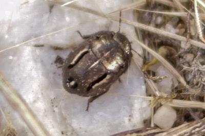Odontoscelis fuliginosa