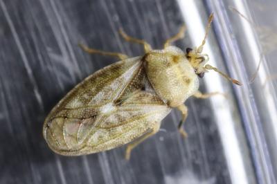 Piesmatidae