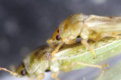 Piesma maculatum