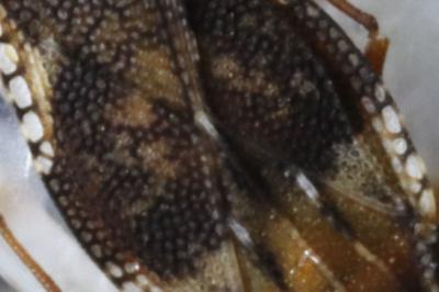 Physatocheila dumetorum