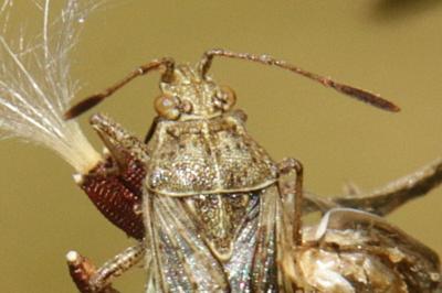 Stictopleurus punctatonervosus
