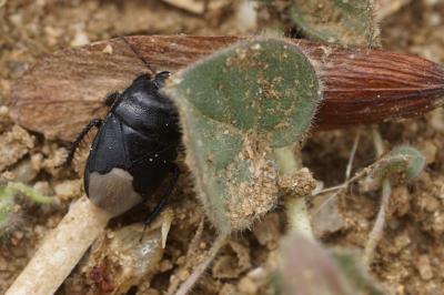 Cydnus aterrimus