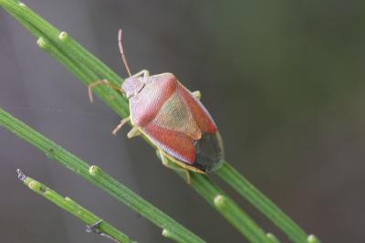Piezodorus lituratus