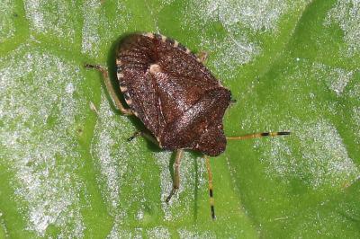 Peribalus strictus