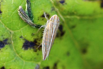 Mocydia crocea