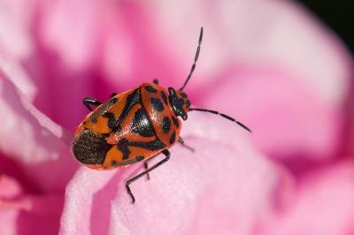 Eurydema ornata