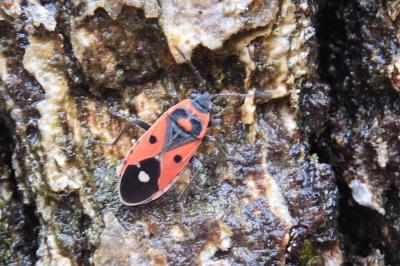 Melanocoryphus albomaculatus