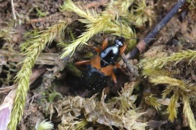 Prostemma guttula