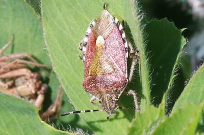 Dolycoris baccarum