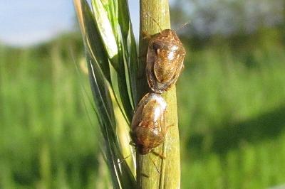 Neottiglossa leporina