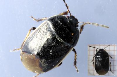 Adomerus maculipes