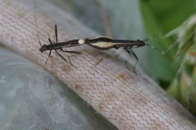 Micrelytra fossularum