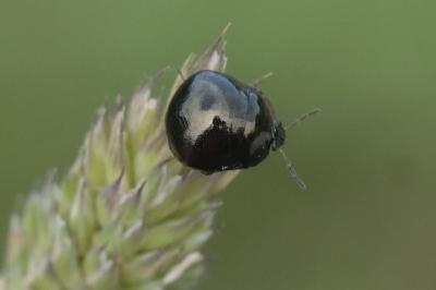 Coptosoma scutellatum