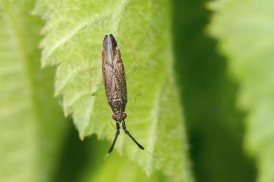 Heterotoma planicornis