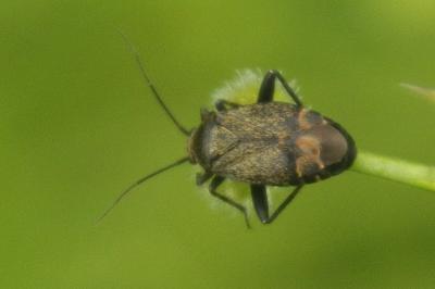 Polymerus nigrita