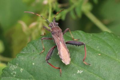 Camptopus lateralis