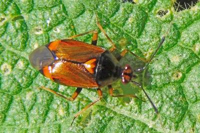 Deraeocoris ruber