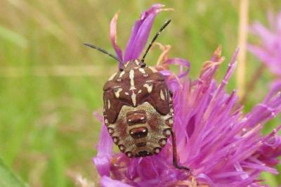 Carpocoris purpureipennis