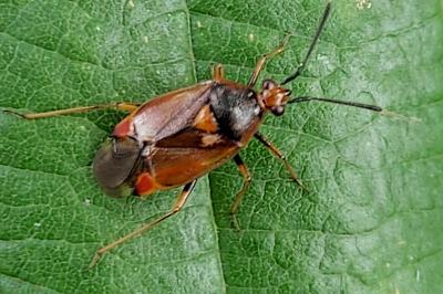 Deraeocoris ruber