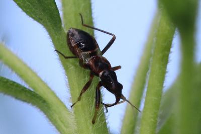 Himacerus mirmicoides