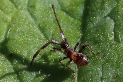 Coreus marginatus