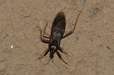 Reduvius personatus