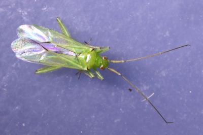 Blepharidopterus angulatus