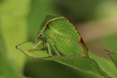 Stictocephala alta