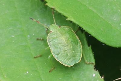 Palomena prasina