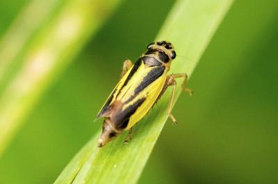 Evacanthus interruptus