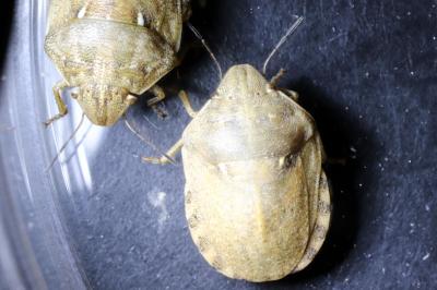 Eurygaster maura