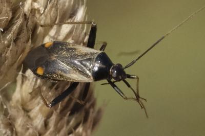 Adelphocoris seticornis