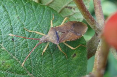 Gonocerus acuteangulatus