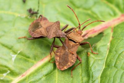Coreus marginatus