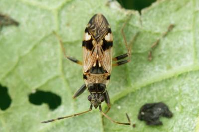 Beosus maritimus