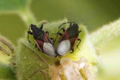 Oxycarenus lavaterae