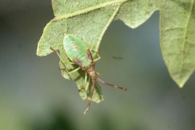 Gonocerus acuteangulatus