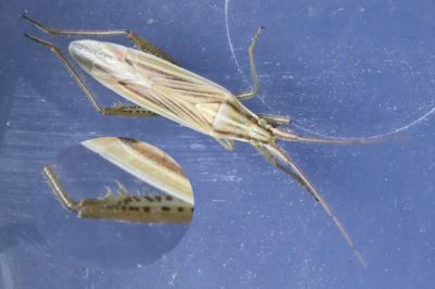 Stenodema calcarata