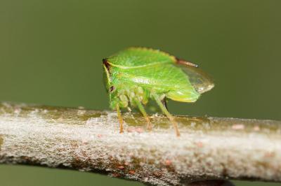 Stictocephala alta