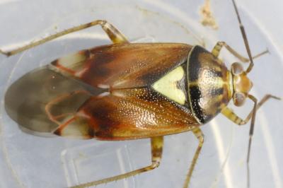 Lygus pratensis