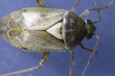 Lygus rugulipennis