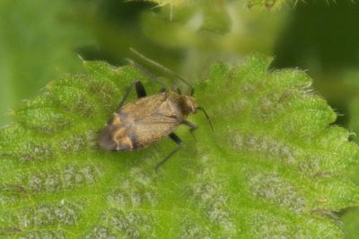 Polymerus nigrita