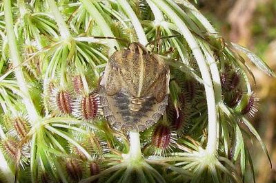 Graphosoma italicum