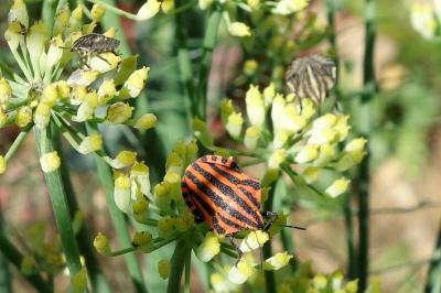 Graphosoma italicum