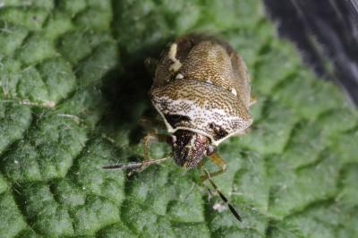 Eysarcoris ventralis